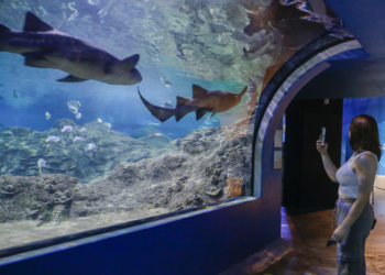 Antes de que terminen las vacaciones, visita el Acuario Michin