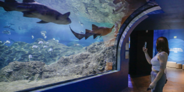 Antes de que terminen las vacaciones, visita el Acuario Michin