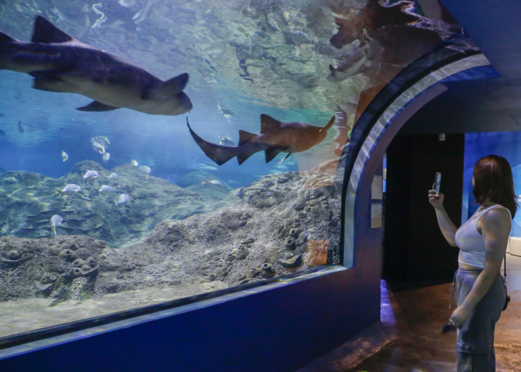 Antes de que terminen las vacaciones, visita el Acuario Michin