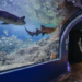 Antes de que terminen las vacaciones, visita el Acuario Michin