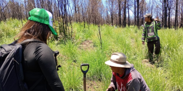 Agua de Puebla planta 11 mil árboles para Reforestar La Malintzi
