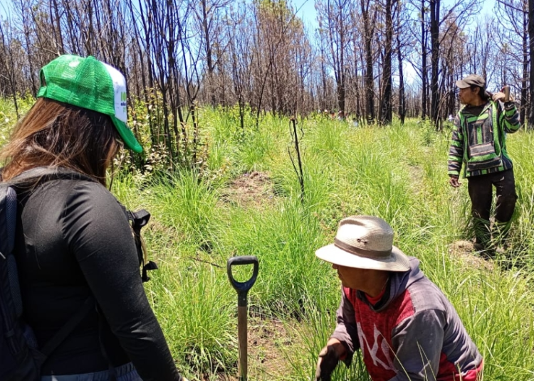 Agua de Puebla planta 11 mil árboles para Reforestar La Malintzi