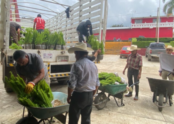 Entrega gobierno estatal 3 millones 484 mil plantas para reforestación