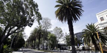 Hay 900 palmeras enfermas en todo el municipio