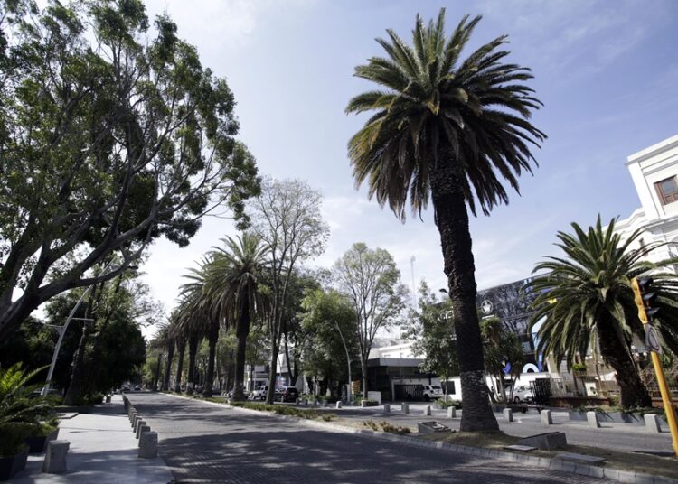 Hay 900 palmeras enfermas en todo el municipio