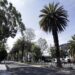 Hay 900 palmeras enfermas en todo el municipio