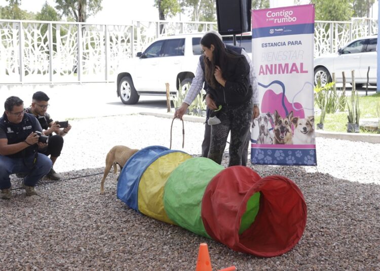 Realizarán Semana del Bienestar Animal del 5 al 9 de agosto