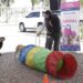 Realizarán Semana del Bienestar Animal del 5 al 9 de agosto