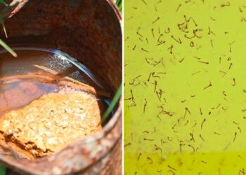 Salud reporta 32 contagios de dengue