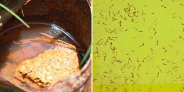 Salud reporta 32 contagios de dengue