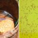 Salud reporta 32 contagios de dengue