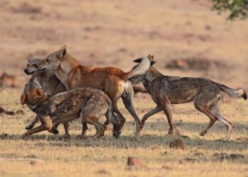 ‘Lobos asesinos’ acechan el norte de la India con la muerte de nueve niños