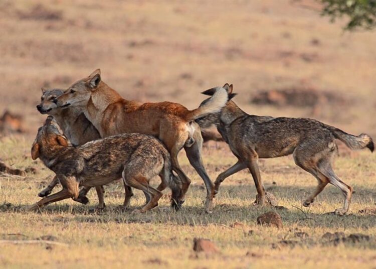 ‘Lobos asesinos’ acechan el norte de la India con la muerte de nueve niños