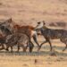 ‘Lobos asesinos’ acechan el norte de la India con la muerte de nueve niños