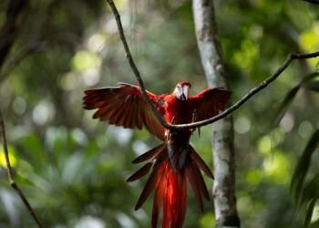Liberan diez guacamayas rojas, en peligro de extinción, en la selva maya de Guatemala