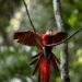 Liberan diez guacamayas rojas, en peligro de extinción, en la selva maya de Guatemala