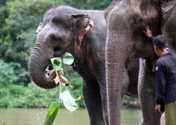 Elefantes en libertad, un proyecto para acabar con el abuso animal del turismo en Vietnam