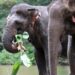 Elefantes en libertad, un proyecto para acabar con el abuso animal del turismo en Vietnam
