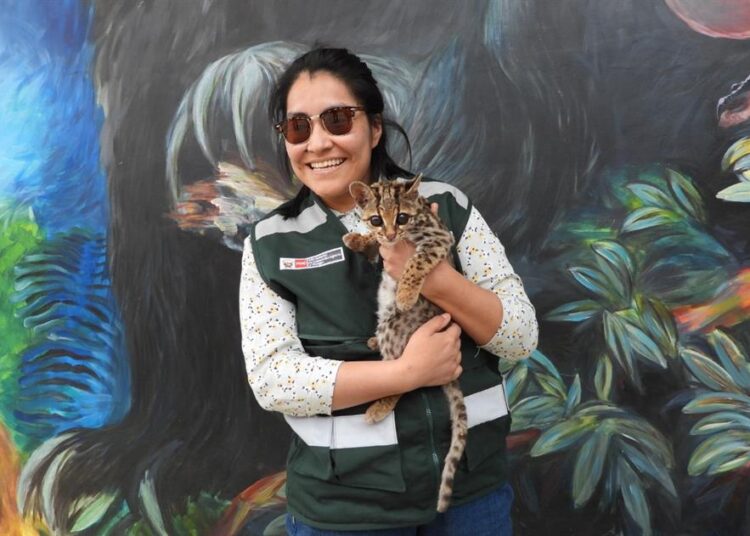 Un felino del tipo margay es rescatado en el centro de Perú de una jauría de perros