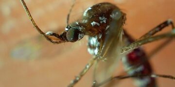 Coxcatlán, entre los municipios con más casos de dengue: Salud