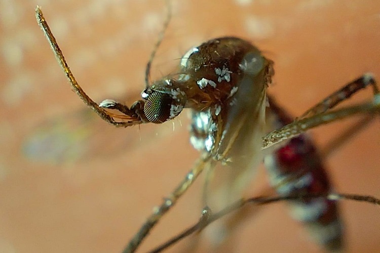 Coxcatlán, entre los municipios con más casos de dengue: Salud