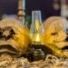 Haunted México Studios presenta en Puebla ‘Anubis, La Maldición’