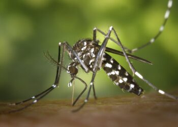 No hubo casos de dengue en últimas 24 horas