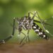 No hubo casos de dengue en últimas 24 horas