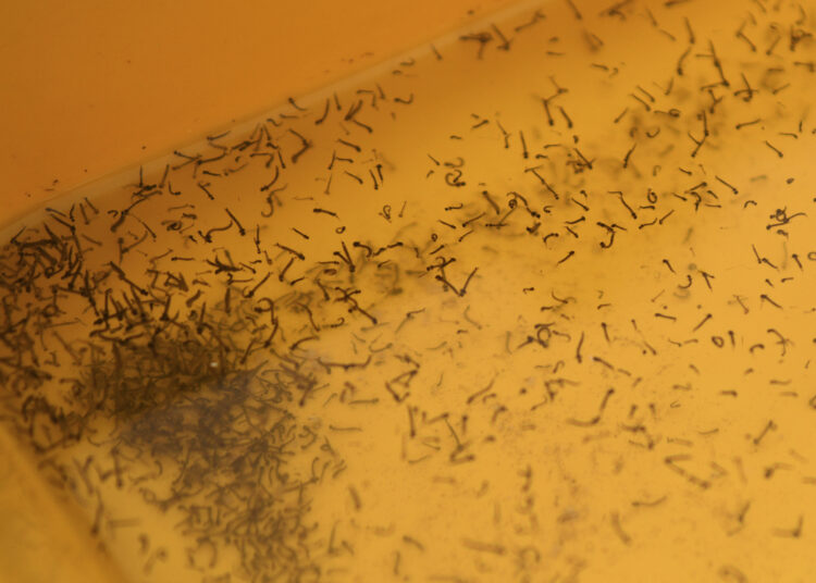 Atiende Salud a 35 personas hospitalizadas por dengue