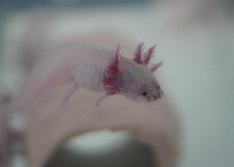 Axolotarium, un santuario creado para rescate del ajolote mexicano