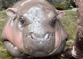 Moo Deng, el bebé de hipopótamo pigmeo que cautiva a los visitantes de un zoo en Tailandia