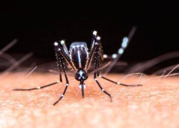 No hubo contagios ni defunciones por dengue en últimas 24 horas