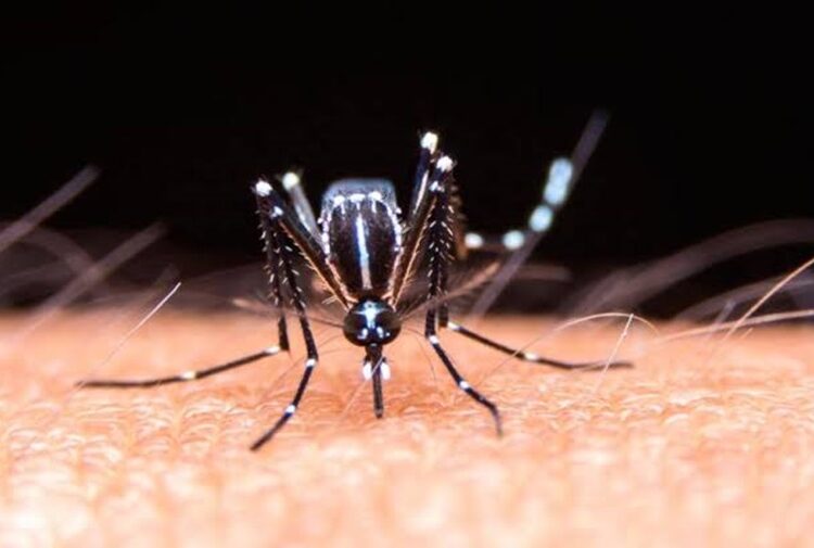 No hubo contagios ni defunciones por dengue en últimas 24 horas