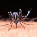 No hubo contagios ni defunciones por dengue en últimas 24 horas
