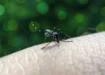Reportan 40 casos de dengue en Puebla