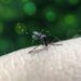 Reportan 40 casos de dengue en Puebla