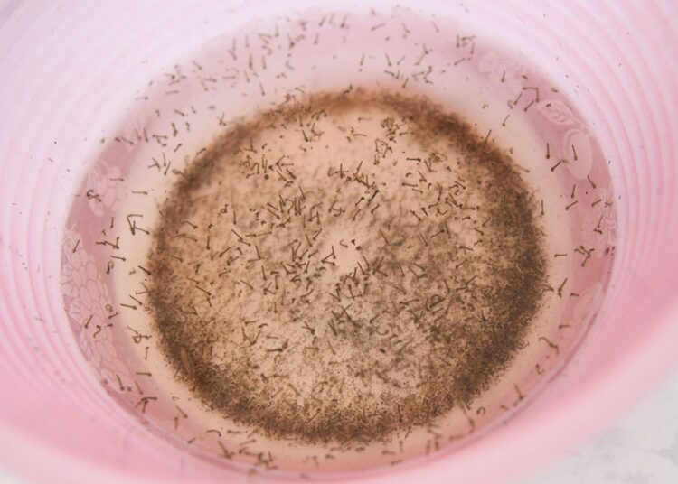 5 municipios concentran 57.3% de casos de dengue