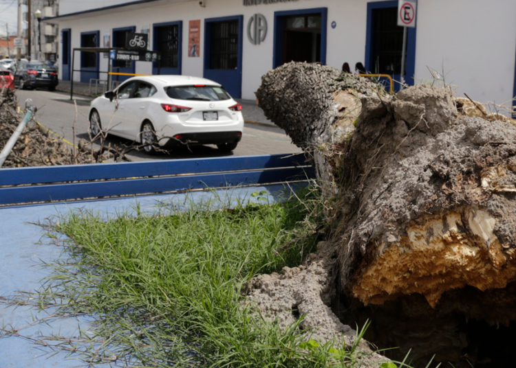 Lluvia y viento han tirado 14 árboles durante el fin de semana: PC Municipal