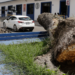 Lluvia y viento han tirado 14 árboles durante el fin de semana: PC Municipal