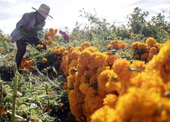 Cosecha de la ‘flor de muerto’ se adelanta en Atlixco