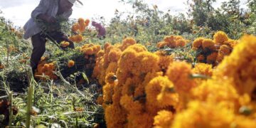 Cosecha de la ‘flor de muerto’ se adelanta en Atlixco