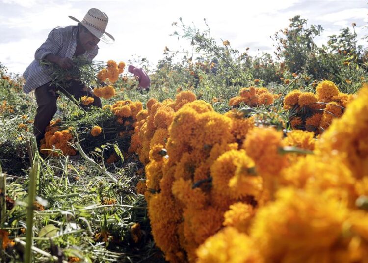 Cosecha de la ‘flor de muerto’ se adelanta en Atlixco