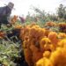 Cosecha de la ‘flor de muerto’ se adelanta en Atlixco