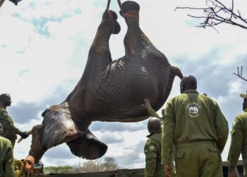 Kenia traslada a 50 elefantes entre parques para mejorar la coexistencia con el hombre