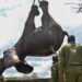 Kenia traslada a 50 elefantes entre parques para mejorar la coexistencia con el hombre