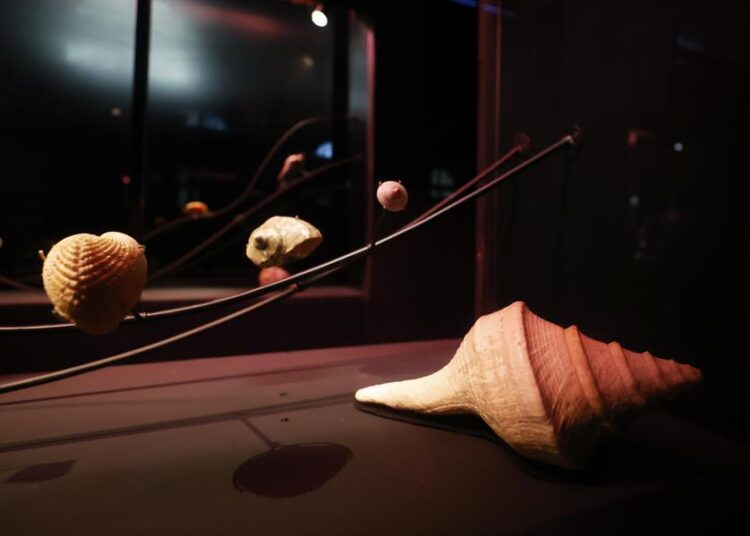 Exposición convierte la famosa colección de caracolas de Neruda en una poesía de océanos