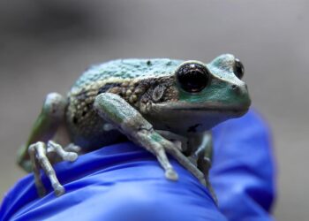 Rana marsupial andina reclama su espacio en Quito con liberación de unos 300 ejemplares