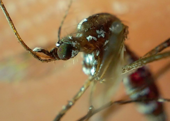 Se disparan casos de dengue en Puebla