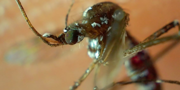 Se disparan casos de dengue en Puebla