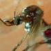 Se disparan casos de dengue en Puebla